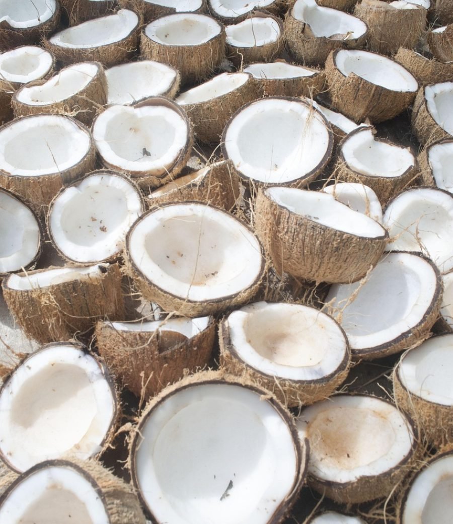 coconut, organic coconut, organic coconut oil, harvest, organic, healthy, coconut, coconut, coconut, coconut, coconut