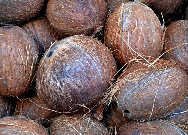 coconut, nuts, market, brown, nourishment, exotic, food, healthy, palm tree, coconut, coconut, coconut, coconut, coconut