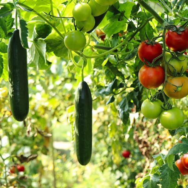 cucumber plant, tomato plant, vegetable garden, gardening, horticulture, nature, plants, vegetables, tomato plant, vegetable garden, vegetable garden, vegetable garden, vegetable garden, vegetable garden, vegetables