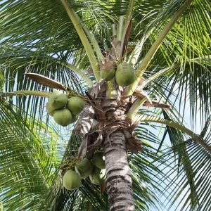 palm tree, plant, nature, coconut