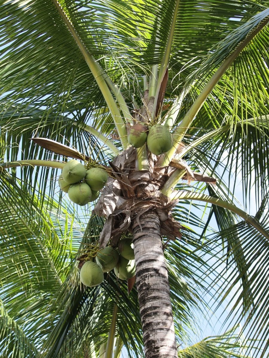 palm tree, plant, nature, coconut