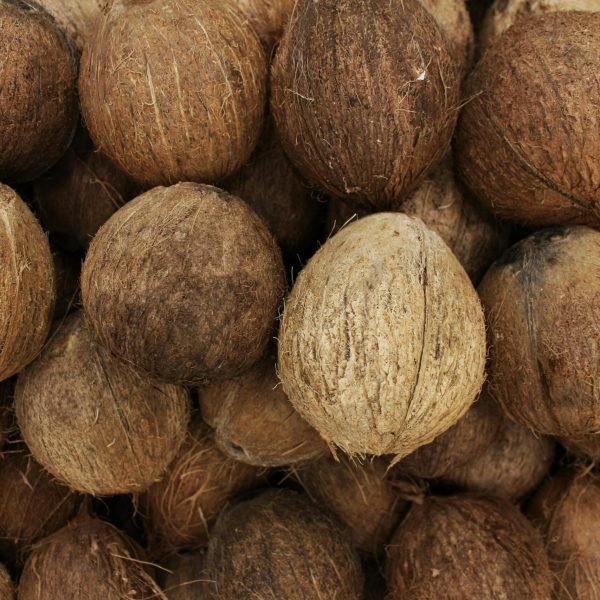 Close-up view of a pile of whole, organic coconuts showcasing their rough, brown shells.