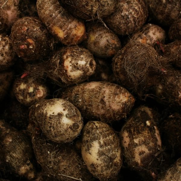 A high-quality image showcasing a close-up view of freshly harvested taro roots, capturing their natural texture and color.